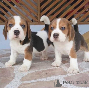 Foto №2 zu Ankündigung № 163497 zu verkaufen mischlingshund - einkaufen Deutschland 