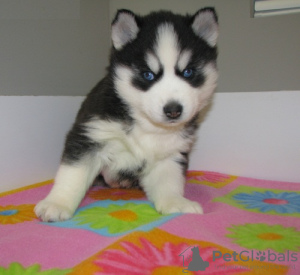 Foto №2 zu Ankündigung № 75515 zu verkaufen siberian husky - einkaufen Litauen quotient 	ankündigung