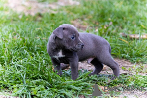 Foto №2 zu Ankündigung № 96780 zu verkaufen american pit bull terrier - einkaufen Serbien quotient 	ankündigung