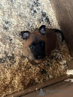 Foto №2 zu Ankündigung № 176053 zu verkaufen malinois - einkaufen Belgien quotient 	ankündigung