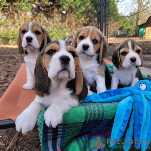 Foto №1. beagle - zum Verkauf in der Stadt Bielefeld | 376€ | Ankündigung № 127636