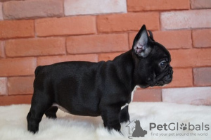 Foto №2 zu Ankündigung № 32414 zu verkaufen französische bulldogge - einkaufen Deutschland quotient 	ankündigung