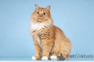 Foto №3. Kitty Däumelinchen sucht ein gütiges Herz.. Russische Föderation