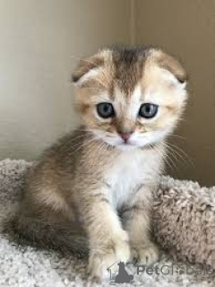 Foto №2 zu Ankündigung № 173297 zu verkaufen schottische faltohrkatze - einkaufen Polen quotient 	ankündigung, züchter