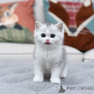 Foto №1.  - zum Verkauf in der Stadt Valencia de Alcántara | verhandelt | Ankündigung № 161842