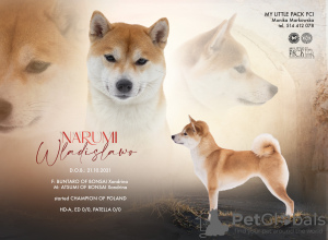 Foto №3. Shiba Inu-Hunde können reserviert werden. Polen