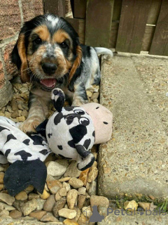 Foto №1.  - zum Verkauf in der Stadt Aalter | 484€ | Ankündigung № 161152