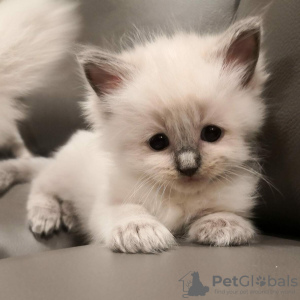 Foto №2 zu Ankündigung № 97598 zu verkaufen ragdoll-katze - einkaufen Deutschland 