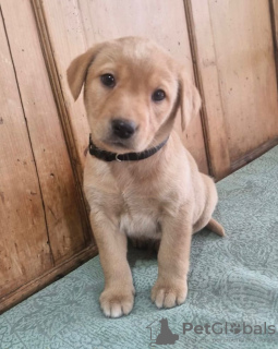 Foto №3. Labrador Retriever - zum Verkauf. Irland