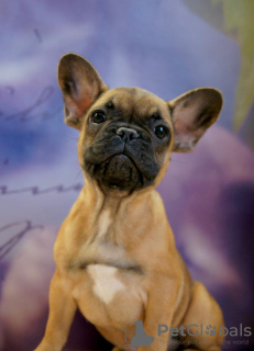 Zusätzliche Fotos: Französische Bulldogge Welpen zu verkaufen