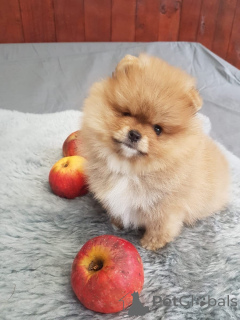 Foto №1. pommersche spitz - zum Verkauf in der Stadt Aarau | verhandelt | Ankündigung № 167609
