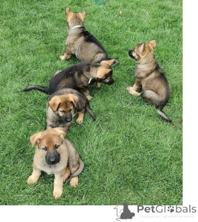 Foto №1. deutscher schäferhund - zum Verkauf in der Stadt Hagenbach | 350€ | Ankündigung № 147588