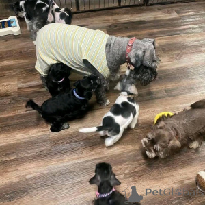 Foto №3. Cachorros Schnauzer Disponibles para adoptción. Deutschland