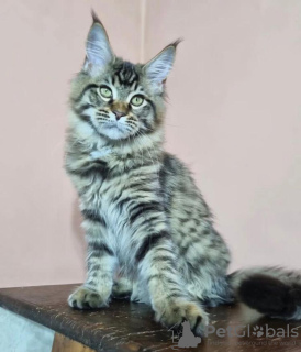 Foto №1. maine-coon-katze - zum Verkauf in der Stadt West Palm Beach | 284€ | Ankündigung № 87566