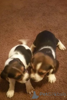 Foto №3. Glückliche und gesunde Beagle-Welpen zu verkaufen. Deutschland