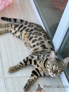 Foto №2 zu Ankündigung № 163943 zu verkaufen bengal katzenrasse - einkaufen Georgien vom kindergarten, züchter