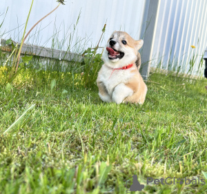 Zusätzliche Fotos: Pembroke Welsh Corgi Welpen