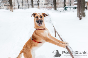 Foto №2 zu Ankündigung № 92072 zu verkaufen mischlingshund - einkaufen Russische Föderation quotient 	ankündigung