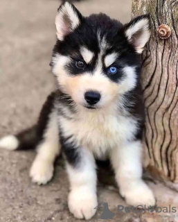 Foto №1. siberian husky - zum Verkauf in der Stadt Tampere | verhandelt | Ankündigung № 90716