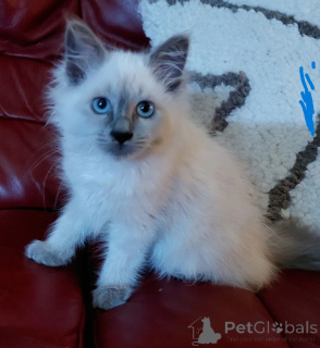 Foto №1. birma-katze - zum Verkauf in der Stadt München | 350€ | Ankündigung № 177563