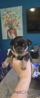 Foto №3. Unsere Babys sind bereit für ein neues Zuhause. USA