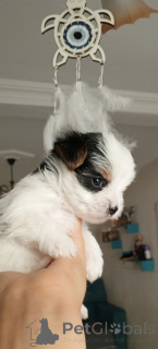 Foto №1. biewer terrier - zum Verkauf in der Stadt Balekesir | 581€ | Ankündigung № 156722