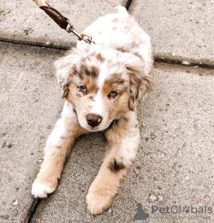 Foto №1. australian shepherd - zum Verkauf in der Stadt Lubná | Frei | Ankündigung № 123710