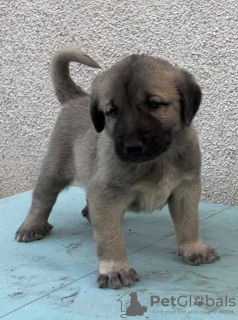 Zusätzliche Fotos: Türkische Kangal-Welpen