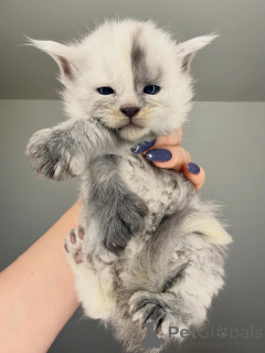 Foto №3. Bereit zur Abholung/Versand. Geboren, um aufzufallen.. Finnland