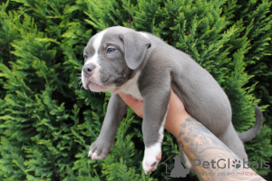 Foto №2 zu Ankündigung № 57953 zu verkaufen american bully - einkaufen Polen quotient 	ankündigung, züchter