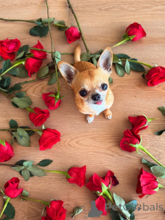 Foto №2 zu Ankündigung № 169359 zu verkaufen chihuahua - einkaufen Finnland quotient 	ankündigung