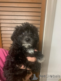 Foto №3. Schönheiten Shihpoo. Deutschland