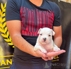 Foto №4. Ich werde verkaufen amerikanischer staffordshire terrier in der Stadt Obrenovac.  - preis - verhandelt