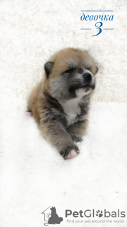 Foto №3. Akita inu Welpen. Russische Föderation