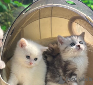 Foto №2 zu Ankündigung № 161181 zu verkaufen munchkin - einkaufen Deutschland züchter