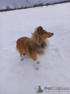 Foto №4. Ich werde verkaufen shetland sheepdog in der Stadt Kohtla-Järve. vom kindergarten, züchter - preis - verhandelt