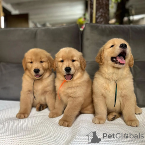 Foto №2 zu Ankündigung № 84233 zu verkaufen golden retriever - einkaufen Finnland quotient 	ankündigung