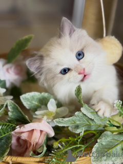 Foto №3. Premium-Ragdoll-Kätzchen zum Verkauf. Weich, süß und voller Charme. Deutschland