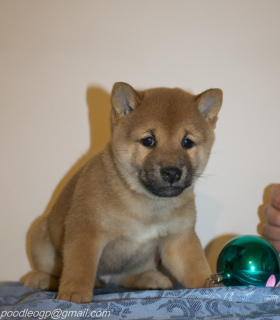 Foto №3. Shiba Inu Welpen. Russische Föderation