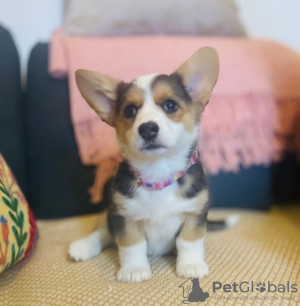 Foto №1. welsh corgi - zum Verkauf in der Stadt Atlanta | 284€ | Ankündigung № 107203