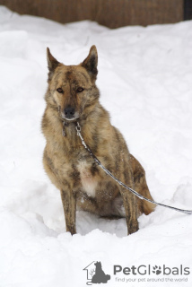 Foto №4. Ich werde verkaufen mischlingshund in der Stadt Москва. quotient 	ankündigung - preis - Frei