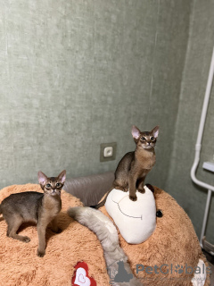 Foto №3. Abessinier-Kätzchen. Weißrussland