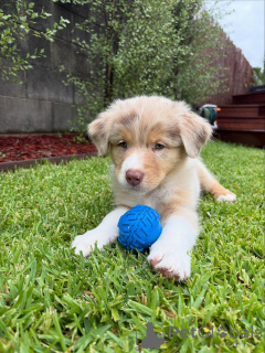 Foto №2 zu Ankündigung № 159493 zu verkaufen australian shepherd - einkaufen Deutschland züchter
