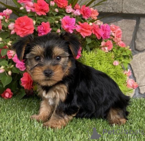 Foto №2 zu Ankündigung № 115291 zu verkaufen yorkshire terrier - einkaufen USA 