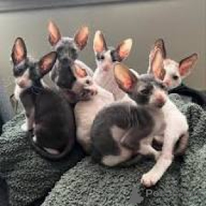 Foto №1. cornish rex - zum Verkauf in der Stadt Brüssel | 580€ | Ankündigung № 164258