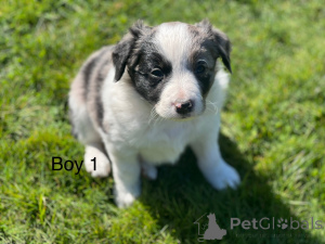 Foto №3. Border Collie Welpen. USA