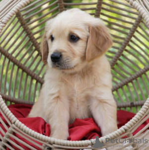 Foto №2 zu Ankündigung № 100871 zu verkaufen golden retriever - einkaufen Italien quotient 	ankündigung