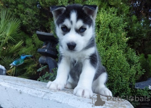 Foto №1. siberian husky - zum Verkauf in der Stadt Los Angeles | verhandelt | Ankündigung № 81571