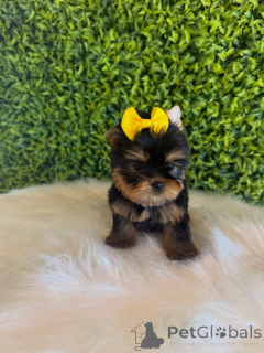 Foto №3. Bezaubernder Yorkshire-Terrier-Welpe, süß, verspielt und bereit für ein. Tschechische Republik