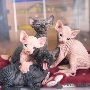 Foto №1. sphynx-katze - zum Verkauf in der Stadt Köln | 250€ | Ankündigung № 155933